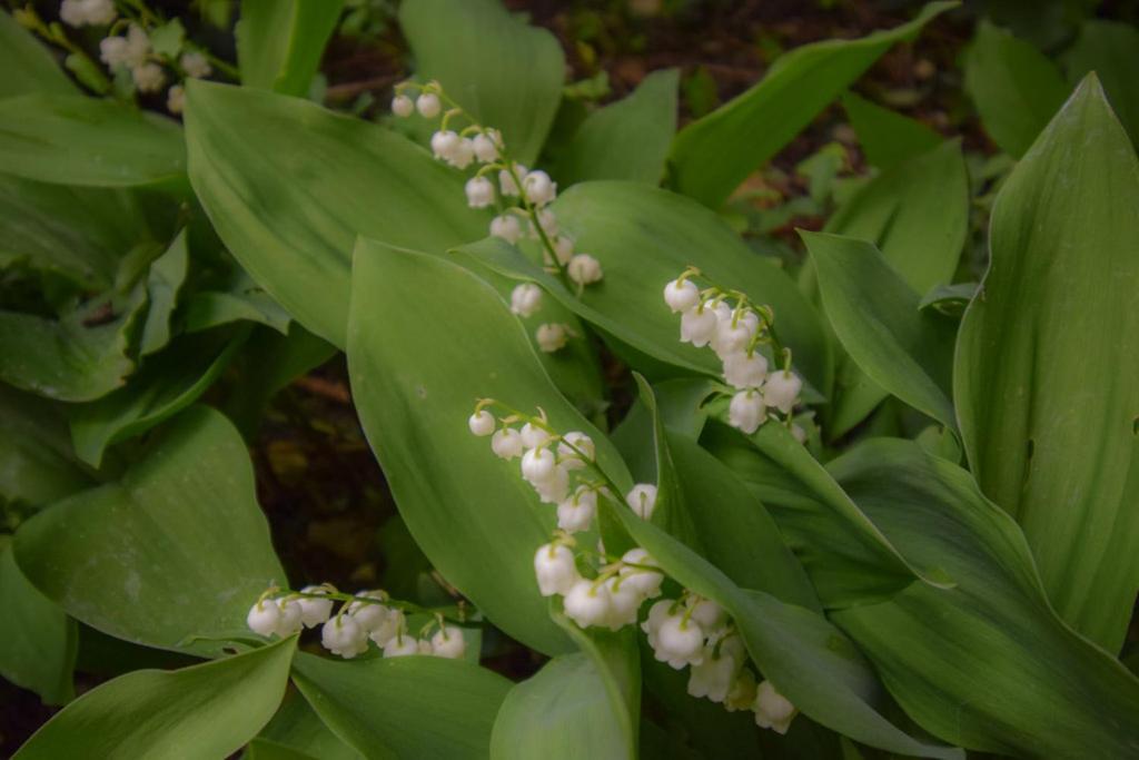 La Maison Muguet Civray  Esterno foto